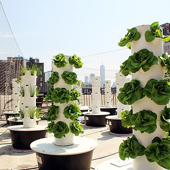 Urban Farming ©newfoodcity_de, Derk Hoberg